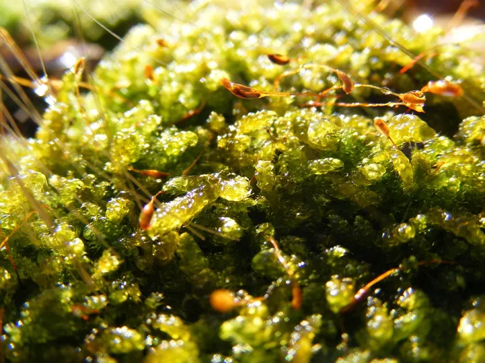 苔藓，绿色，绿色，森林，自然，宏观，苔藓