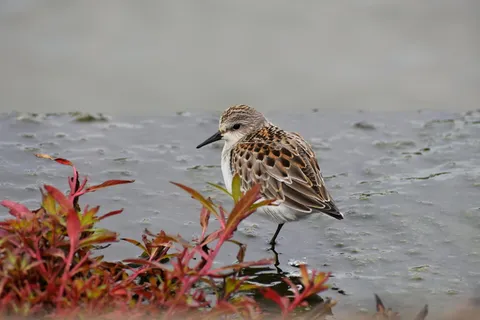 动物、河流、水边、鸟类、野鸟、,旅鳥, 部门,客户经理 动物、河流、水边、鸟类、野鸟、,旅鳥, 部门,客户经理