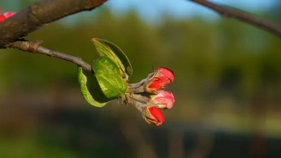 自然, 植物, 枝, 年轻, 传单, 粉红色, 芽, 春天