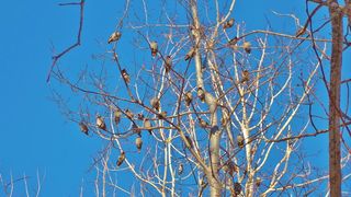 无叶树，树，鸟，春天，天空，飞行，飞行，针叶树