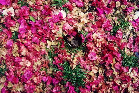 自然，垃圾，暴力，粗鲁，干燥的花瓣，叶子，蔷薇，棕色