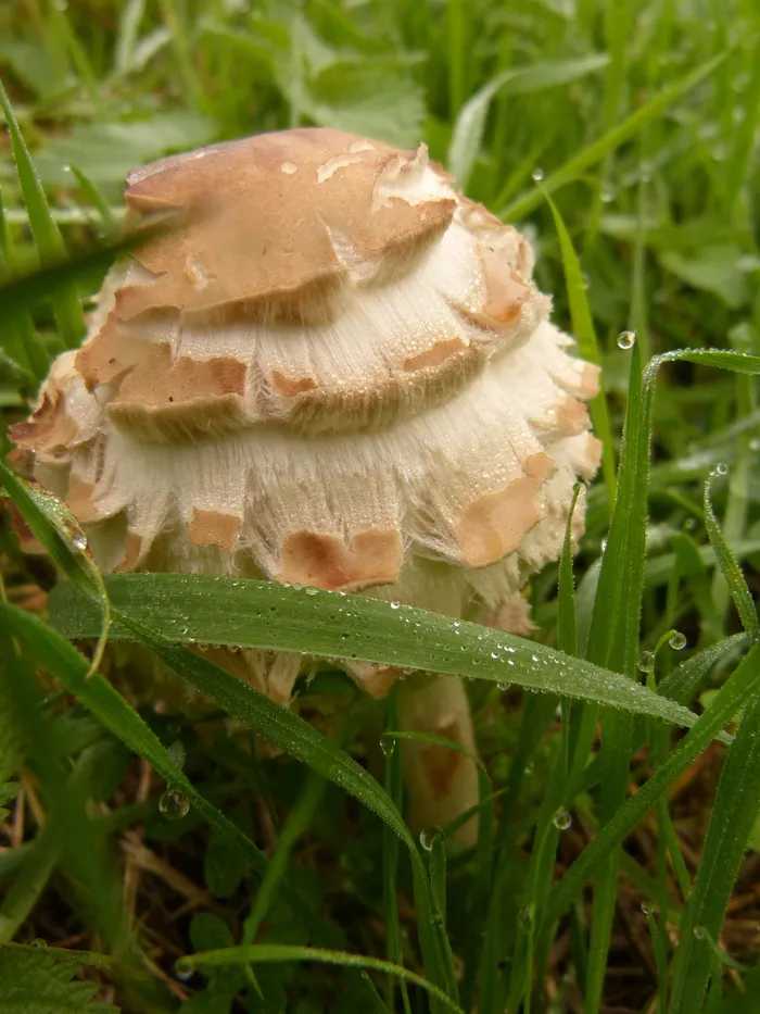 蘑菇，有毒，蘑菇，森林，自然，秋天，十月，季节