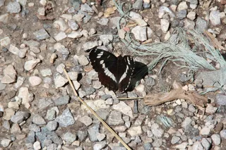 莫特、蝴蝶、黑色、昆虫、翅膀、探测器、夏天、动物主题