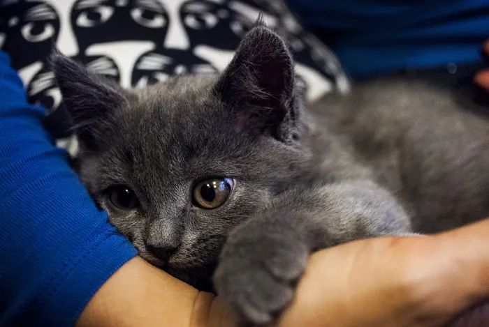 短毛, 灰色, 小猫, 休息, 手, 人, 手臂, 猫