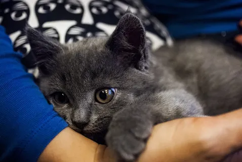 短毛, 灰色, 小猫, 休息, 手, 人, 手臂, 猫