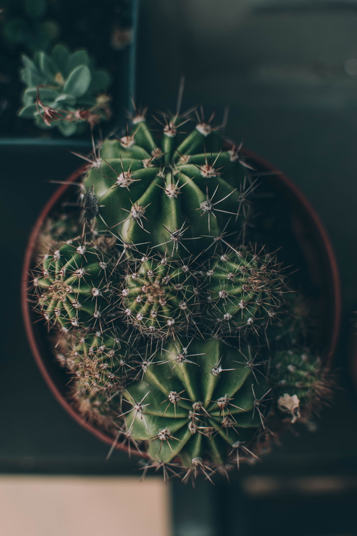 绿色仙人掌，植物，仙人掌，蛛形纲，蜘蛛，动物，无脊椎动物，自然