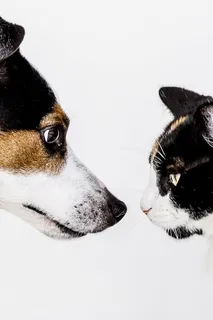 黑棕色和白色的狗,猫,白色,背景,猫,狗,动物,狗 黑棕色和白色的狗,猫,白色,背景,猫,狗,动物,狗