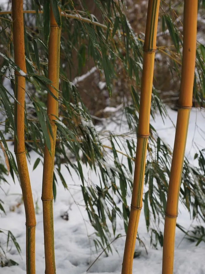竹子，植物，金丝竹，竹园，金竹筒，节竹，黄竹，冬季