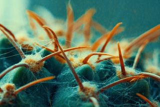 自然、户外、水、水生、乌克兰、基辅、prorizna st、海洋生物