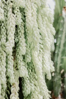 植物,食物,地毯,蔬菜,水果,树,花,花 植物,食物,地毯,蔬菜,水果,树,花,花