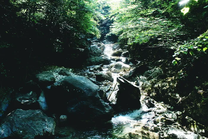 意大利，科莫，自然，自然，野生，野生动物，石头，拉戈