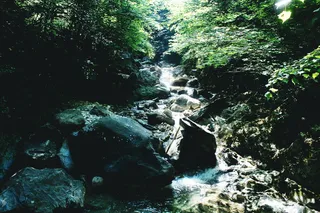 意大利，科莫，自然，自然，野生，野生动物，石头，拉戈