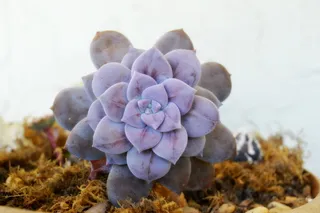 灰色，紫色，肉质，植物，花朵，花园，绿色，薰衣草