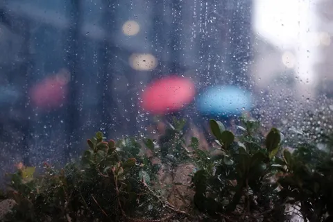 自然、户外、光、火炬、鸡蛋、食物、植物、植被