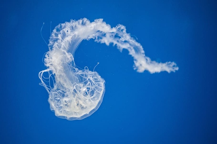 水母，水生，动物，水族馆，水下，蓝色，水，海，动物主题