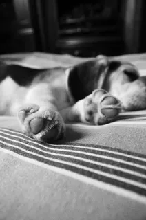 小狗，睡眠，狗，宠物，可爱，爪子，狗，年轻