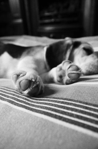 小狗，睡眠，狗，宠物，可爱，爪子，狗，年轻