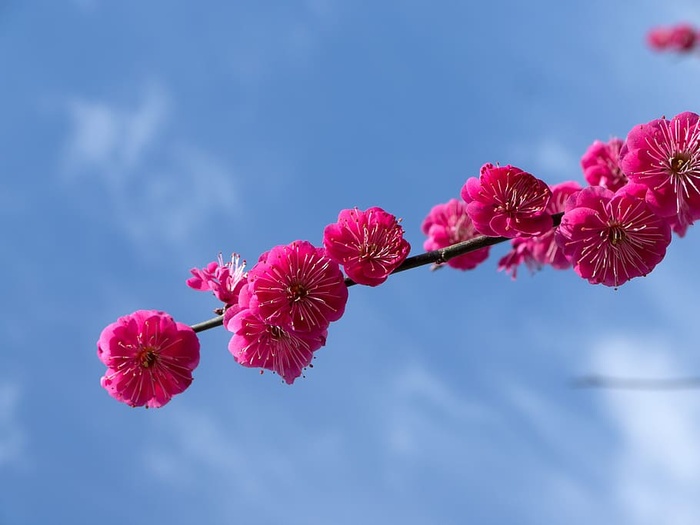 选择性聚焦粉色花瓣云天选择性聚焦花朵