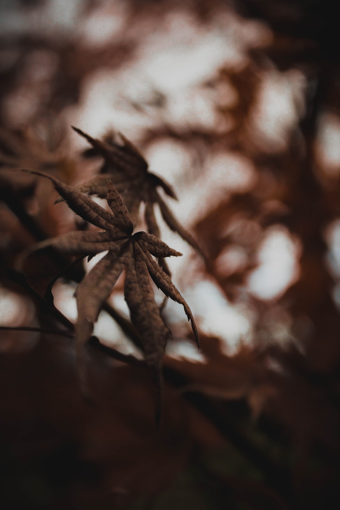 选择性, 聚焦摄影, 大麻, 叶, 植物, 自然, 模糊, 树