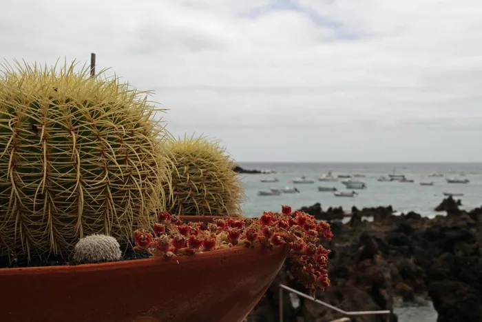 仙人掌，刺，植物，刺，刺，天空，海洋，自然