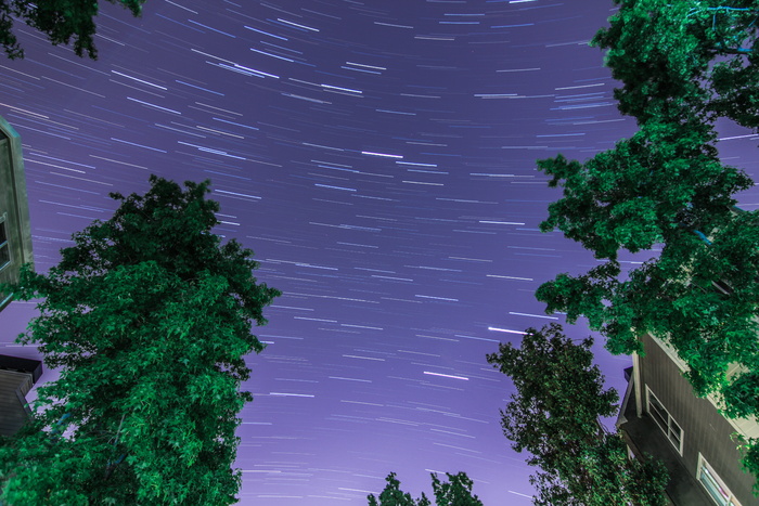 低角度摄影，绿色，树叶，树木，树木，天体摄影，海湾地区