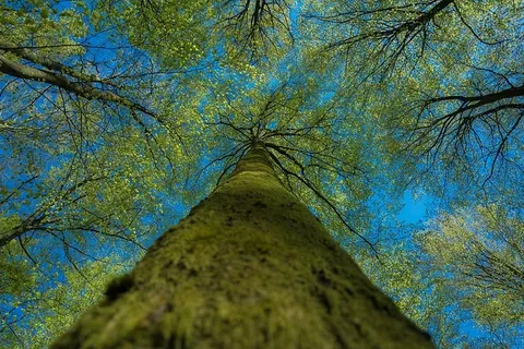 虫子，视线，绿色，叶子，树，视野，摄影，叶子