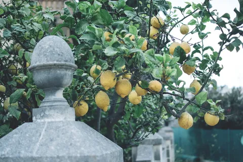 黄色柠檬树,柑橘类水果,水果,食品,植物,农产品,葡萄柚,自然 黄色柠檬树,柑橘类水果,水果,食品,植物,农产品,葡萄柚,自然