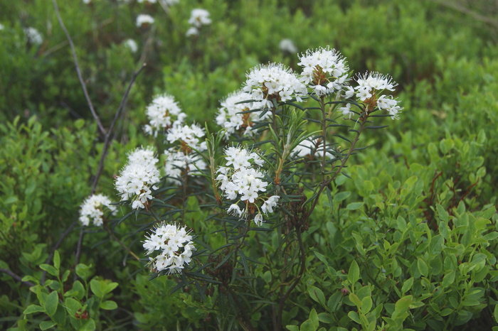 常规沼泽、迷迭香森林、沼泽、森林、自然、胡桃木、植物、花卉