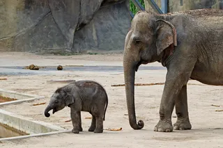 灰色，小牛，大象，婴儿，长鼻，小象，动物，非洲