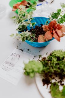 在罐子里建造雨林玻璃器皿