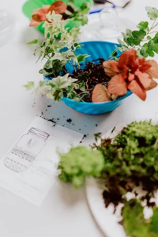 在罐子里建造雨林玻璃器皿