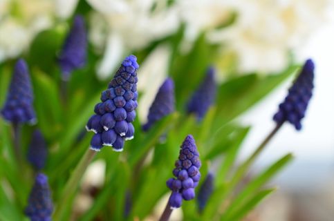 选择性，聚焦照片，葡萄风信子，开花，葡萄风信子，风信子，春天，蓝色