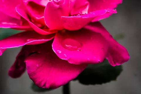 粉红色、花瓣、玫瑰、花、植物、水、雨滴、开花植物 粉红色、花瓣、玫瑰、花、植物、水、雨滴、开花植物