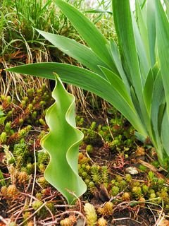 郁金香，神经，植物，绿色，生长，蔬菜，没有人，叶子