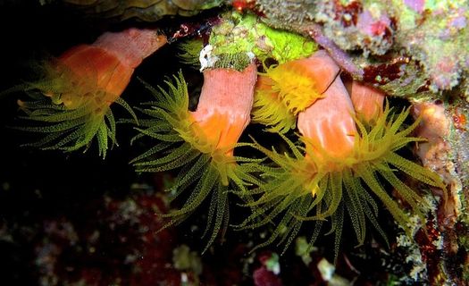 海葵，潜水，红海，水下，海洋，礁石，动物，自然