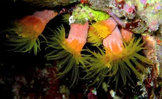 海葵，潜水，红海，水下，海洋，礁石，动物，自然