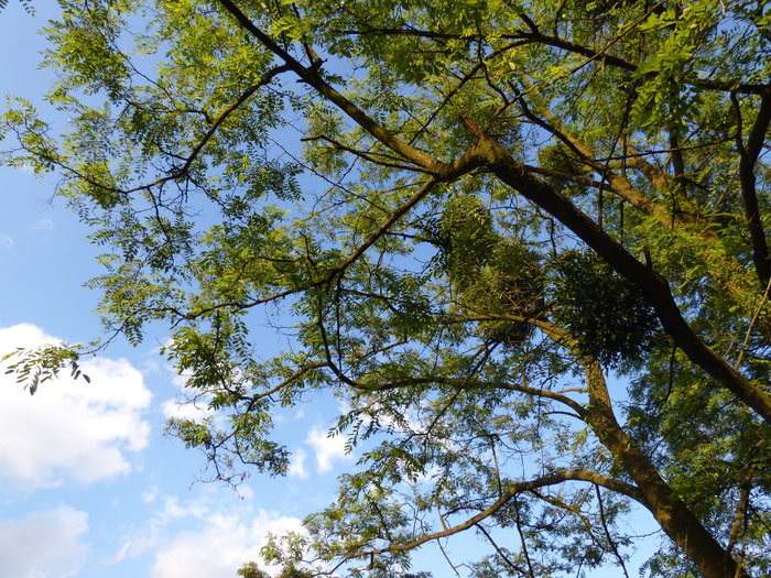 树木、树叶、树枝、间隙、天空、自然、绿色、植物