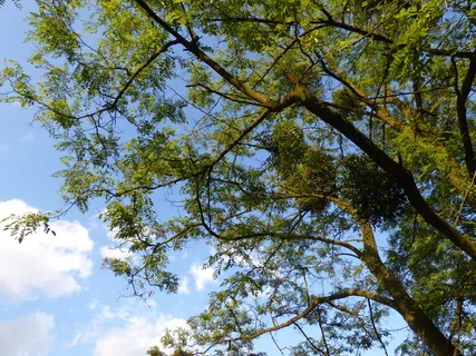 树木、树叶、树枝、间隙、天空、自然、绿色、植物 树木、树叶、树枝、间隙、天空、自然、绿色、植物