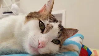 猫，放松，可爱，动物，猫，家养，宠物，家养动物