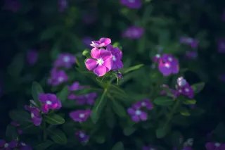 花，花园，绿色，自然，花园，自然，多彩，叶子