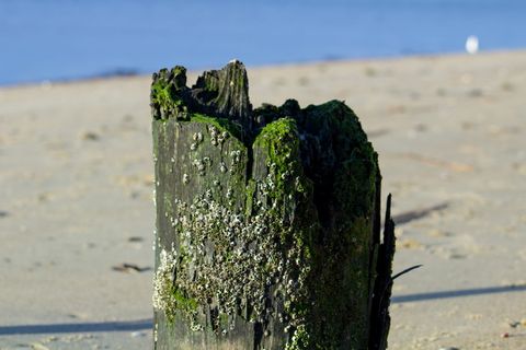 美国，东普罗维登斯，河边，木材，苔藓，木板，海滩，海洋