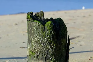美国，东普罗维登斯，河边，木材，苔藓，木板，海滩，海洋