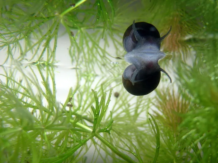 蜗牛，水族馆，镜像，水，水蜗牛，水面，水生植物，老鼠