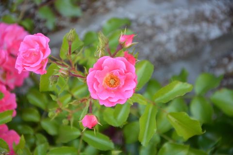 玫瑰花蕾，玫瑰丛，粉红色，自然，花园，灌木，小花，开花