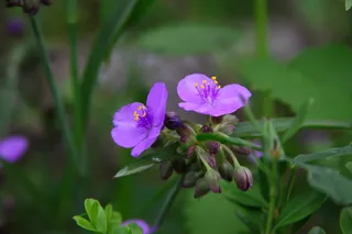 自然，花，植物，叶子，花园，夏天，花瓣，野花