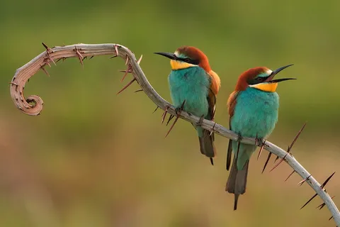食蜂人、颜色、鸟类、分支、近距离、异国情调、野生动物、鸟类