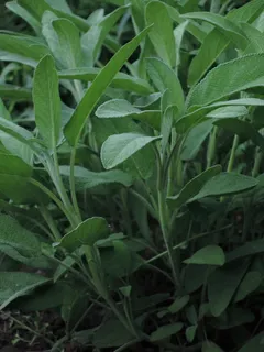 鼠尾草,绿色,草,夏天,叶子,叶子,植物部分,绿色 鼠尾草,绿色,草,夏天,叶子,叶子,植物部分,绿色