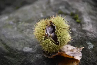 秋季，马罗尼，甜栗子，带刺，秋季装饰，森林，栗子-食品，食品