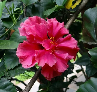 芙蓉重瓣,粉红色,蔷薇,月季,达瓦德,印度,花朵,开花植物 芙蓉重瓣,粉红色,蔷薇,月季,达瓦德,印度,花朵,开花植物