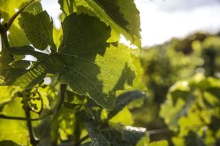 葡萄酒，葡萄园，葡萄藤，葡萄藤，葡萄藤，夏天，自然，植物部分